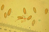 Boletus rubripes image