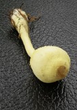 Leucocoprinus flavescens image