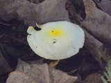 Hygrophorus chrysodon image
