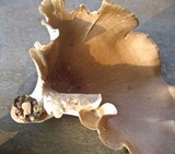 Polyporus leptocephalus image