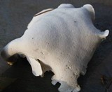 Polyporus leptocephalus image