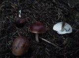Rhodocollybia butyracea image