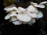 Pleurocybella porrigens image