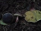 Boletus zelleri image
