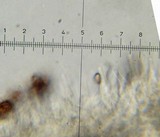 Psilocybe hoogshagenii var. hoogshagenii image