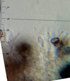 Psilocybe hoogshagenii var. hoogshagenii image