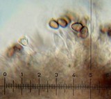 Psilocybe hoogshagenii var. hoogshagenii image