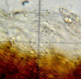 Psilocybe hoogshagenii var. hoogshagenii image