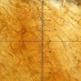 Psilocybe hoogshagenii var. hoogshagenii image
