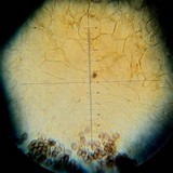 Psilocybe hoogshagenii var. hoogshagenii image