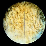 Psilocybe hoogshagenii var. hoogshagenii image