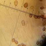 Psilocybe hoogshagenii var. hoogshagenii image