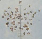 Psilocybe hoogshagenii var. hoogshagenii image