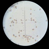Psilocybe hoogshagenii var. hoogshagenii image