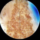Psilocybe hoogshagenii var. hoogshagenii image
