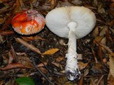 Amanita muscaria var. flavivolvata image