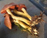 Cortinarius smithii image