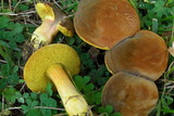 Boletus subtomentosus image