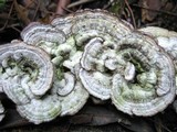 Trichaptum abietinum image