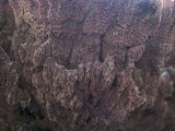 Trichaptum abietinum image