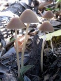 Parasola conopilea image