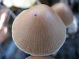Parasola conopilea image
