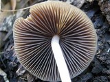 Parasola conopilea image