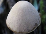 Parasola conopilea image