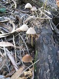 Parasola conopilea image
