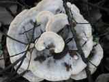 Onnia tomentosa image