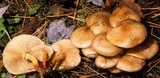 Pholiota angustipes image