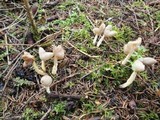 Helvella elastica image