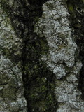 Myriolecis hagenii image