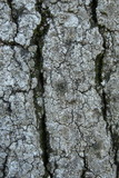 Myriolecis hagenii image