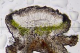 Myriolecis hagenii image