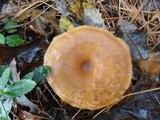Clitocybe squamulosa image