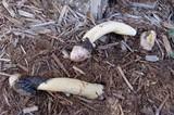 Phallus hadriani image