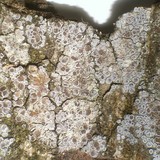 Myriolecis hagenii image