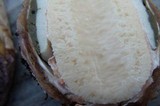 Phallus hadriani image
