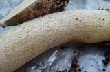 Phallus hadriani image