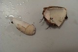 Phallus hadriani image