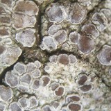 Myriolecis hagenii image