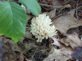 Tremellodendron pallidum image