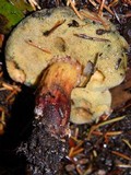 Boletus chrysenteron image