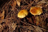 Gymnopilus sapineus image