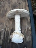 Amanita silvicola image