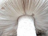 Amanita silvicola image