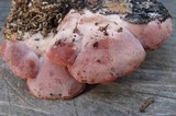 Phlebia incarnata image