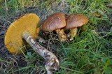 Suillus acidus image