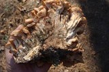Lentinellus cochleatus image